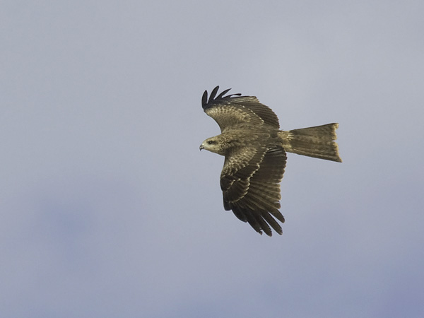 Haarahaukka, Black Kite, Milvus migrans
